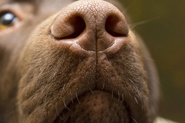 Un naso marrone di Labrador, primo piano — Foto Stock