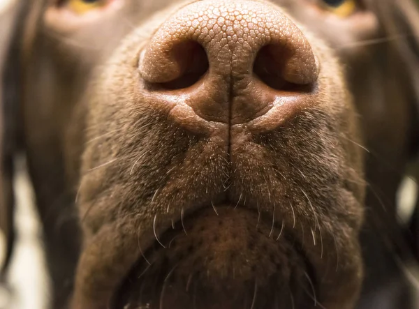 Un naso marrone di Labrador, primo piano — Foto Stock