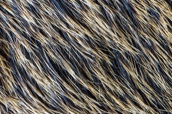 イノシシの毛皮のテクスチャ、野生動物、クローズアップ. — ストック写真