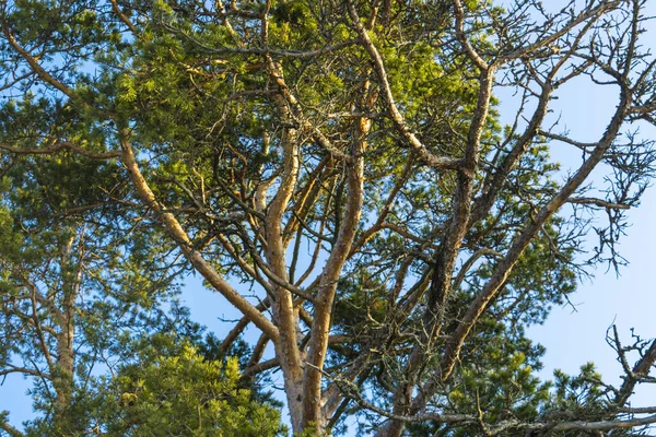 Pins dans la forêt sur fond de ciel bleu — Photo