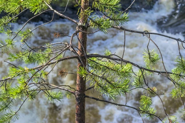 Pequeno pinheiro verde no fundo de uma cachoeira em um dia ensolarado — Fotografia de Stock