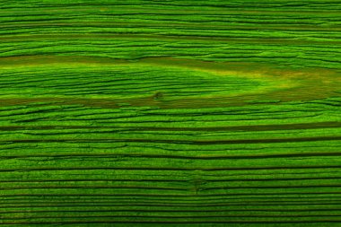 Ahşap doku arka plan yeşil, yakın çekim