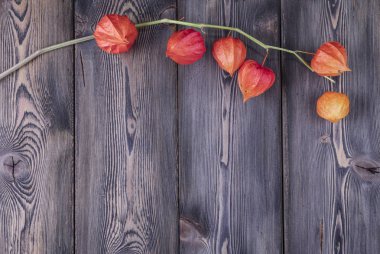 Koyu ahşap arka plan üzerinde turuncu physalis