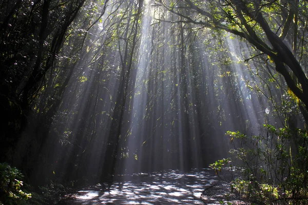 Manhã raios de luz do sol perfurando através das árvores, fundo — Fotografia de Stock