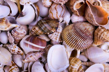 schelpen achtergrond - macro-opname van prachtige schelpen