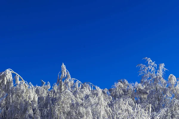 Alberi ricoperti di neve contro sfondo cielo blu — Foto Stock