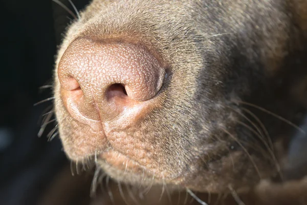 Un nez brun du Labrador gros plan — Photo