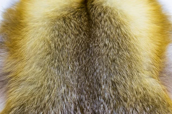 Texture renard rouge fourrure, longue et belle sieste — Photo