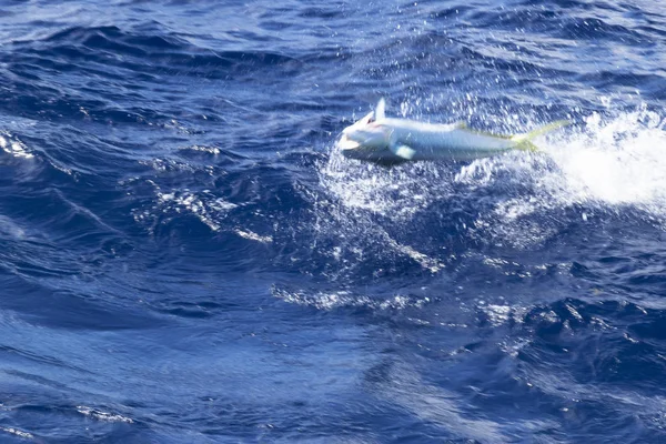 Mahi Mahi pescado en el gancho saltando fuera del agua, la pesca en el océano — Foto de Stock