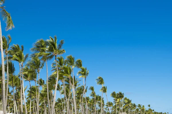 Coco palm tree leaf and crowns on blue sky background