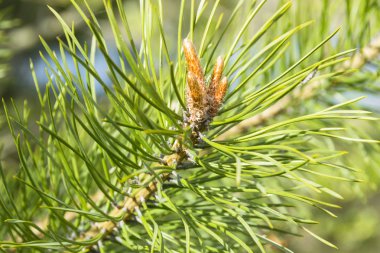 bir şube yakın köknar ağacı yaprakları gün ışığım, süper evergreen