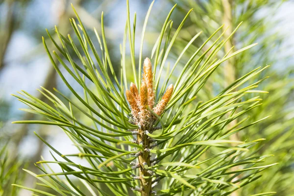 Gros plan d'une branche feuilles de sapin au soleil, cône de pin sempervirent — Photo