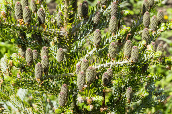 Вид на сосновую ветвь с молодыми зелеными шишками на летнем солнце, Горная сосна
