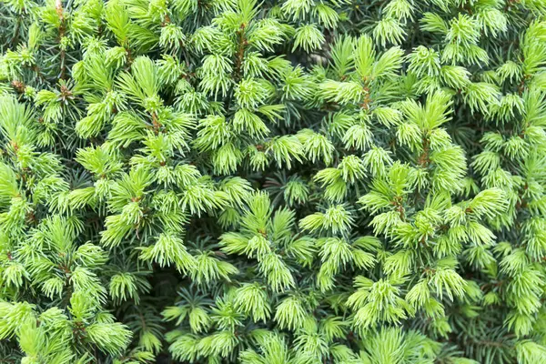 Zobacz pine oddział z młodych zielone szyszki w letnim słońcu, Kosodrzewina — Zdjęcie stockowe