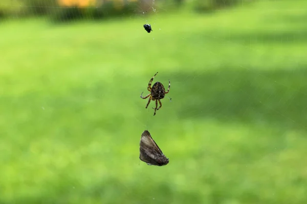 Braune Spinne mit gefangenen Fliegen, Gartenkreuzspinne hat eine Fliege gefangen, Spinnennetz — Stockfoto