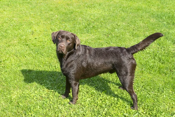 Brown Chocolate Labrador retriever. Cão na grama verde — Fotografia de Stock