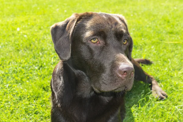 Recupero Labrador Cioccolato Marrone. Cane sull'erba verde. Naso di cane — Foto Stock