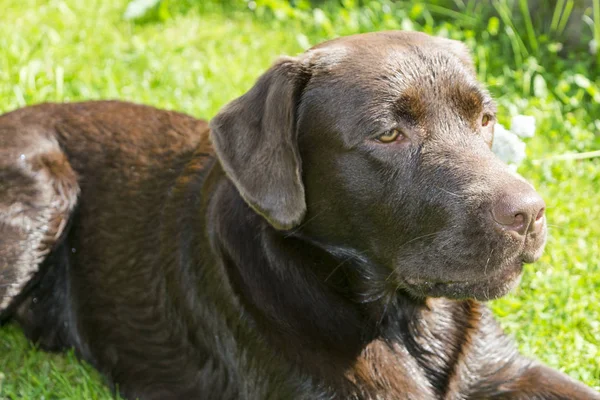 Recupero Labrador Cioccolato Marrone. Cane sull'erba verde. Naso di cane — Foto Stock