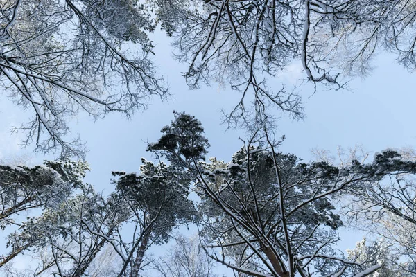 Winter pine trees in snow down up view. View of big tree form down to the tree top in a blue sky background.