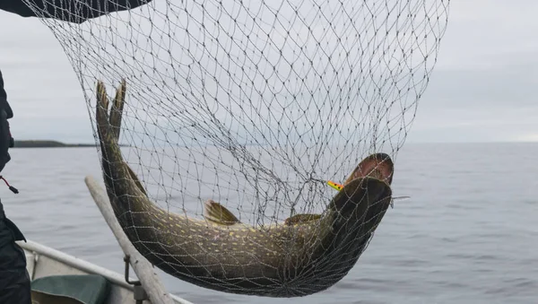 Close-up of big caught fish, hands of fisherman holding landing net with big pike fish. Concepts of successful fishing.