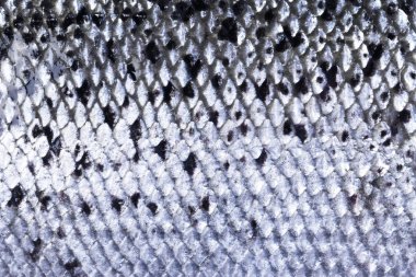 Somon derisinin desen dokusu. Makro, somon balığı derisi yüzey dokusunu çekmiş. Somon derisi detaylarının dokusunu kapat.