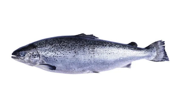 Salmon fish isolated on white background. Fresh wild salmon isolated on a white with clipping path. Fresh whole salmon. Empty space for text. Copy space. — Stock Photo, Image