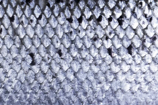 Textura del patrón de piel de salmón. Macro plano piel salmón textura superficial fondo. Imagen de cerca de la textura del detalle de la piel de salmón . — Foto de Stock
