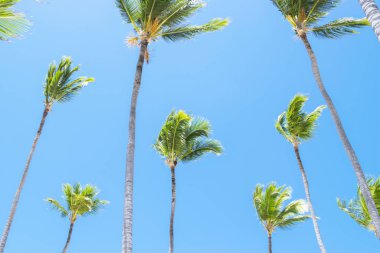 Palmiye ağacı mavi gökyüzü arkaplan kavramı üzerinde. Mavi gökyüzü olan güzel palmiye yaprakları. Tropik konsept