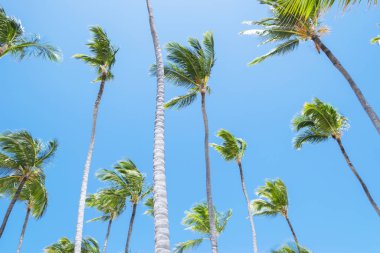 Palmiye ağacı mavi gökyüzü arkaplan kavramı üzerinde. Mavi gökyüzü olan güzel palmiye yaprakları. Tropik konsept