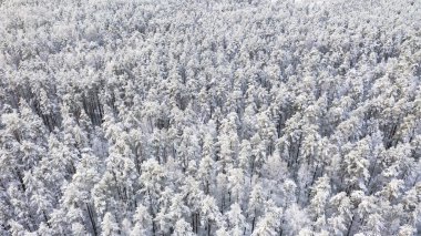 Kışın karla kaplı çam ormanının havadan görünüşü. Kış ormanı, kışın karla kaplı çam ormanının havadan görünüşü. Kış ormanı dokusu. Hava görüntüsü. Kış manzarasının insansız hava aracı görüntüsü. Karla kaplı orman. Hava fotoğrafçılığı
