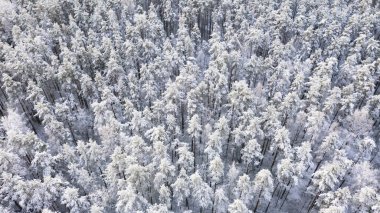 Kışın karla kaplı çam ormanının havadan görünüşü. Kış ormanı, kışın karla kaplı çam ormanının havadan görünüşü. Kış ormanı dokusu. Hava görüntüsü. Kış manzarasının insansız hava aracı görüntüsü. Karla kaplı orman. Hava fotoğrafçılığı