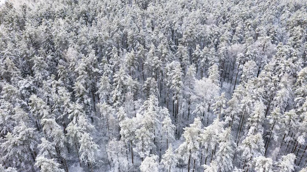 Widok z powietrza na zimowy las sosnowy pokryty śniegiem. Zimowy las tekstury. Widok z lotu ptaka. Widok z lotu ptaka na zimowy krajobraz. Las pokryty śniegiem. Fotografia lotnicza — Zdjęcie stockowe