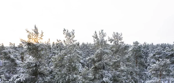 Luchtfoto van een winter besneeuwd dennenbos. Winterbos Uitzicht vanuit de lucht op een met sneeuw bedekt dennenbos. Winterbostextuur. Luchtfoto 's. Luchtdrone zicht op een winterlandschap. Met sneeuw bedekt bos. Luchtfotografie — Stockfoto