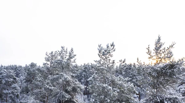 Vista Aerea Una Pineta Innevata Invernale Struttura Forestale Invernale Vista — Foto Stock