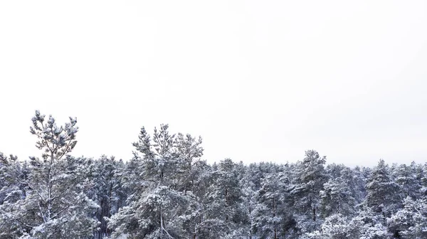 Vista aérea de um pinhal coberto de neve de inverno. Textura da floresta de inverno. Vista aérea. Vista aérea de drone de uma paisagem de inverno. Floresta coberta de neve. Fotografia aérea — Fotografia de Stock