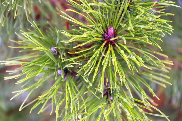 Branche Sapin Vert Avec Des Gouttes Eau Cadre Aiguilles Pin — Photo