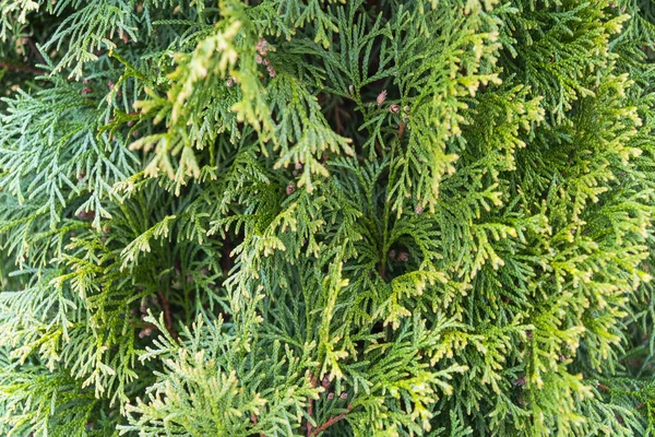 Branche Sapin Vert Avec Des Gouttes Eau Cadre Aiguilles Pin — Photo