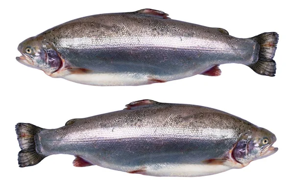 Regnbågsöring Fisk Isolerad Vit Bakgrund Färsk Öring Isolerad Vit Med — Stockfoto