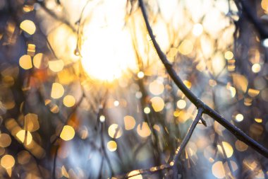 Bahar zamanı manzara. Minik tomurcukları olan ağaç dalı. Şaşırtıcı bulanık arkaplan ışıkları.