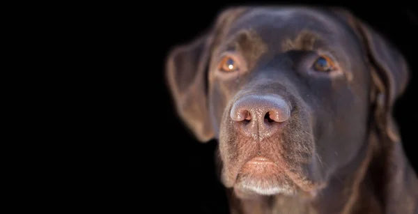 Face Portrait Brown Chocolate Labrador Retriever Dog Isolated Black Background — Stock Photo, Image