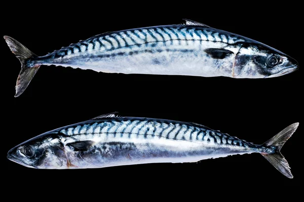 Рыба Макрель Изолированы Черном Фоне Замороженная Рыба Ледяная Атлантическая Рыба — стоковое фото