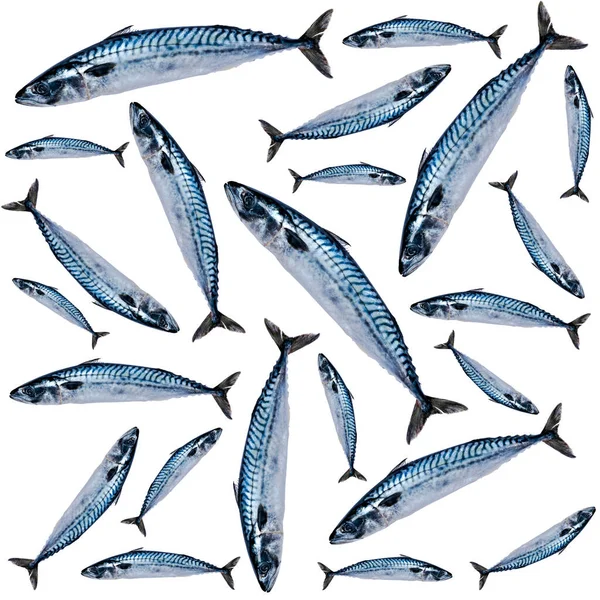 Рисунок Рыбы Макрель Изолирован Белом Фоне Замороженная Рыба Ледяная Атлантическая — стоковое фото
