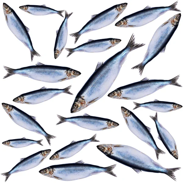 Сельдь Узор Рыбы Изолированы Белом Фоне Замороженная Группа Рыб Ледяная — стоковое фото