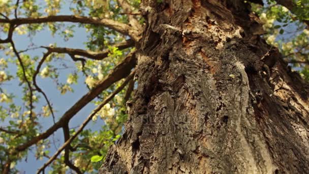 Arbre fleuri - Poupée verticale  