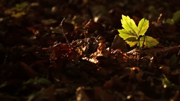 Sunlight on leaf — Stock Video