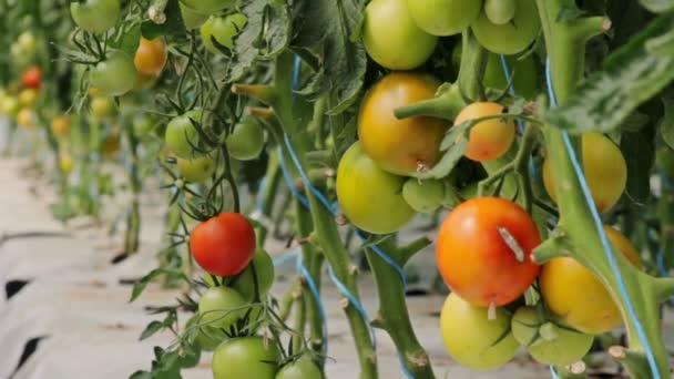 Cueillette de tomates en serre - gros plan — Video