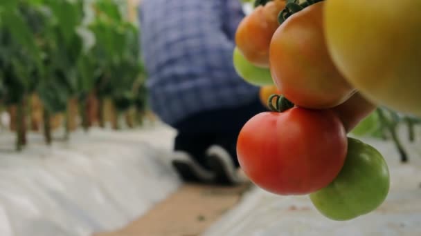 Tomates en invernadero, trabajador en segundo plano — Vídeo de stock