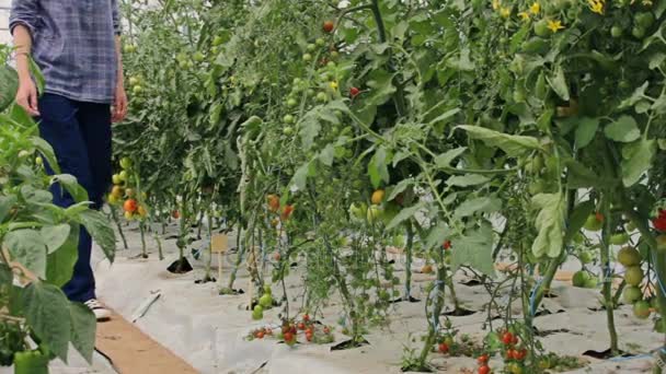 Recoger el tomate en invernadero - gran angular — Vídeo de stock
