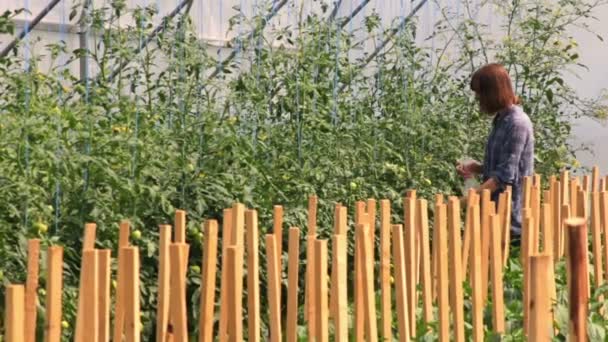 Meisje controleren tomaten in de serre — Stockvideo