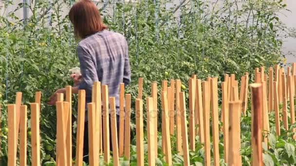 Chica revisando tomates en invernadero — Vídeos de Stock